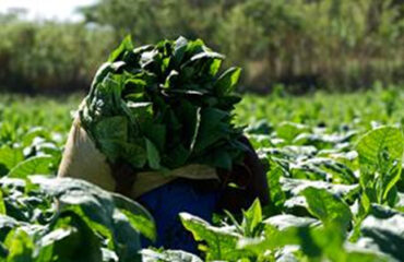 Green tobacco sales in Brazil has passed half of the harvest