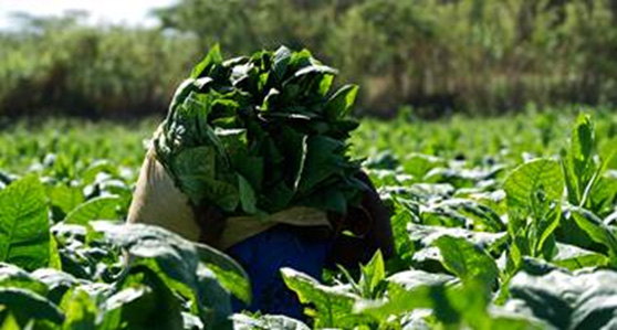 Green tobacco sales in Brazil has passed half of the harvest