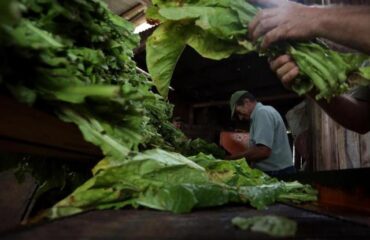 Brazilian Tobaccos may be certified