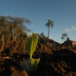 El Niño requires special attention from tobacco producers