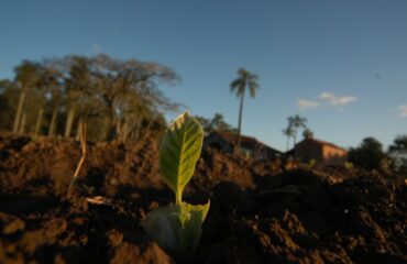 El Niño requires special attention from tobacco producers