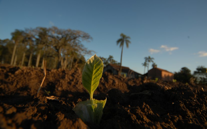 El Niño requires special attention from tobacco producers